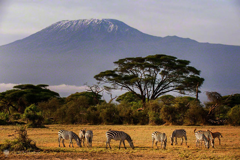 Safari de nuit dans le parc national d'Amboseli