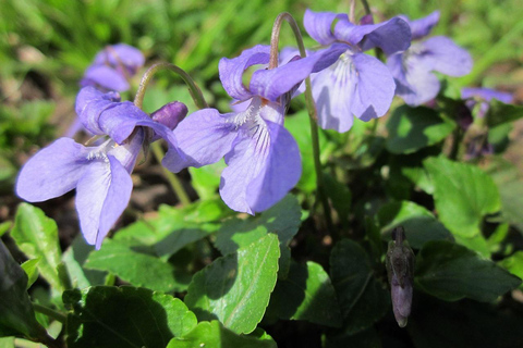 Toulouse Violet Discovery & Hands-On Perfume Workshop