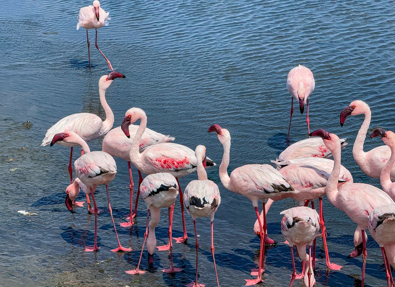 Walvis Bay: Kajak og Sandwich Harbour heldagstur