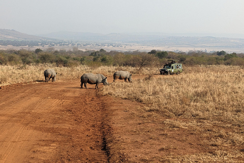 Rwanda: 8-dniowe safari z Kigali, Nyungwe i wulkanamiTrekking goryli