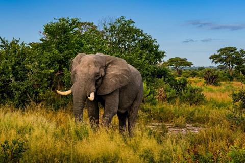 Pilanesberg Big Five Safari from Johannesburg with Open Jeep