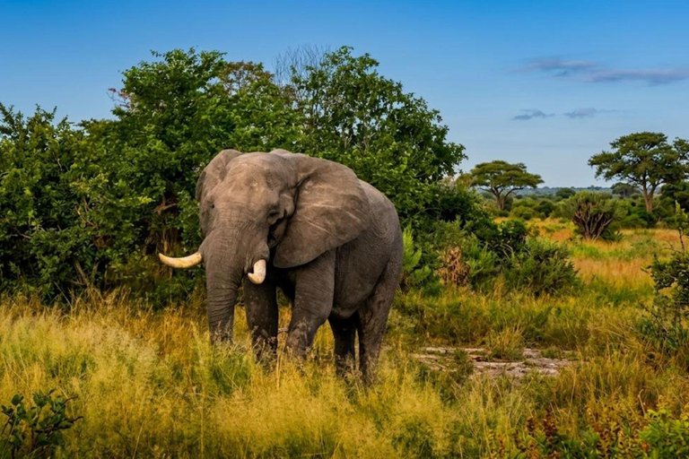 Pilanesberg Big Five Safari from Johannesburg with Open Jeep
