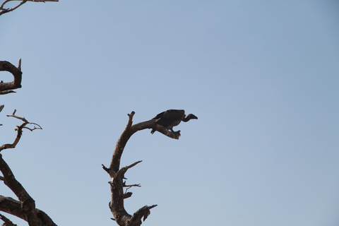 Addis Ababa: 8-Day Bale Mountains Birdwatching Tour