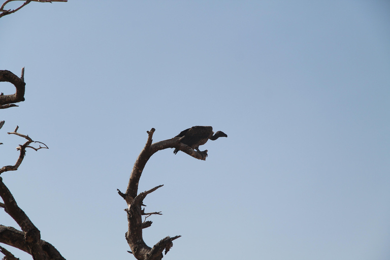 Addis Ababa: 8-Day Bale Mountains Birdwatching Tour