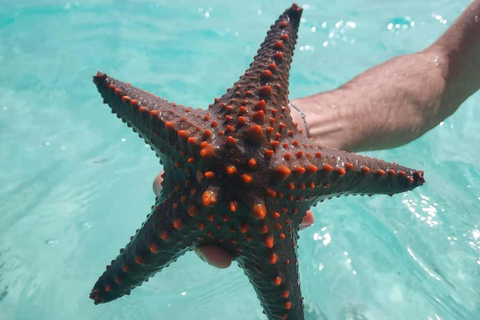 Eco Snorkel Mnemba – Tour com golfinhos, recife sustentável e estrelas-do-marEco Snorkel Mnemba: passeio com golfinhos, recife sustentável e estrelas-do-mar