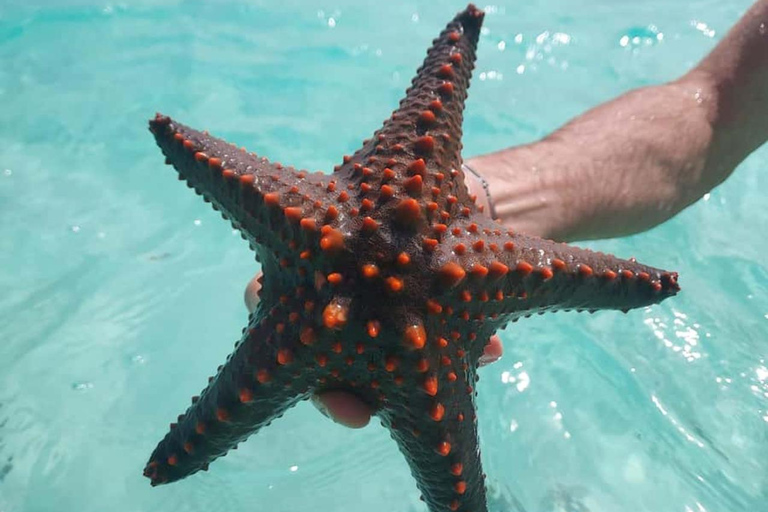 Eco Snorkel Mnemba – Tour com golfinhos, recife sustentável e estrelas-do-marEco Snorkel Mnemba: passeio com golfinhos, recife sustentável e estrelas-do-mar