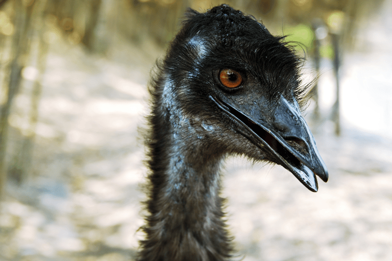 威尔逊海角国家公园全天生态游威尔逊岬国家公园全日游