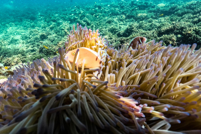 كوه تاو: كوه نانغيوان ورحلة الخلجان المخفية بواسطة الأكسجينرحلة بعد الظهر