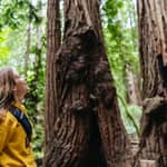 San Francisco: Tour di Muir Woods e Sausalito con opzione traghetto