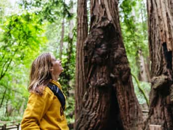 San Francisco: Muir Woods & Sausalito-tur med färjealternativ