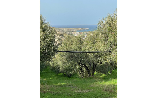 Tour dell&#039;oliveto tradizionale e della fattoria del frutto del drago