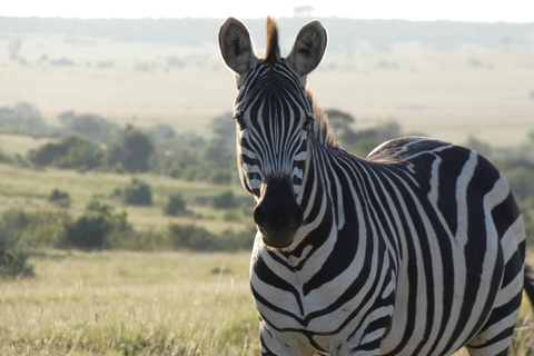 Nairobi National Park Tour Upgrade to a Jeep