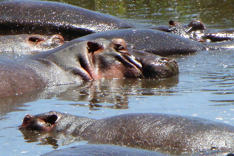 Excursión de un día al Parque Nacional de Mkomazi, hogar del rinoceronte negro