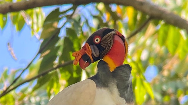 Visit Manuel Antonio: Birdwatching exclusive tour in Manuel Antonio, Costa Rica