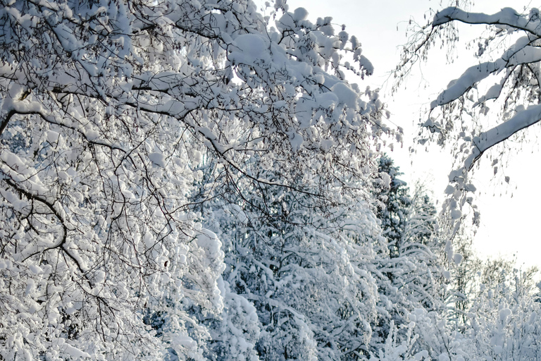 Tallinn: langlaufles met ophaalservice