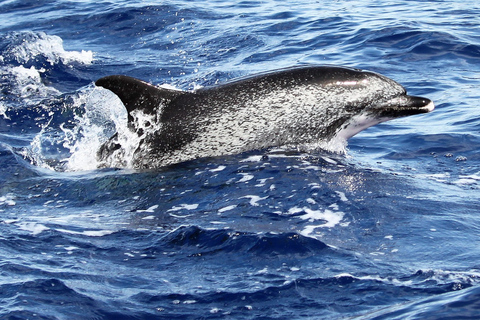 Depuis Funchal : Aventure avec les dauphins en bateau rapide