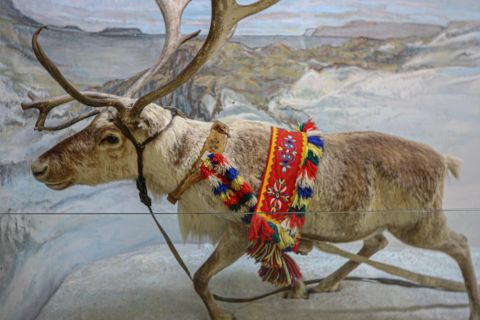 Discover Sami Culture: Tromsø Museum Expedition