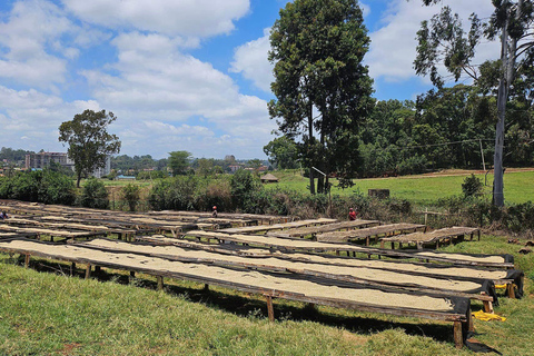 Nairobi : Visite d'une usine de café et d'une ferme avec prise en charge gratuite