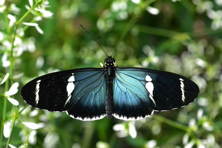 From Quito: 3-Day Mindo Birdwatching Tour with Meals