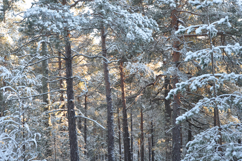 Stockholm: Dog Walk in Nature Reserve with Swedish Fika