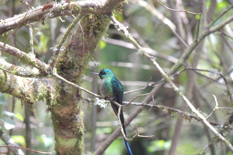 Quito: Papallacta Hot Springs and Hummingbirds' Farm Tour