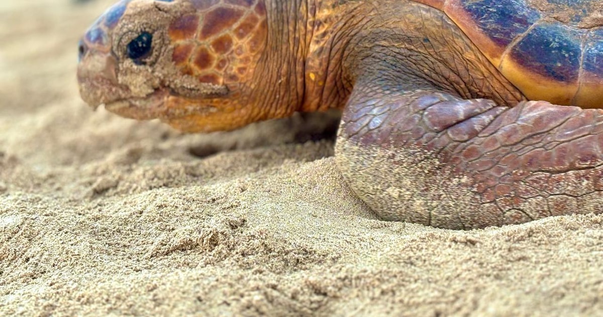Boa Vista Turtle Watching with certified guides | GetYourGuide