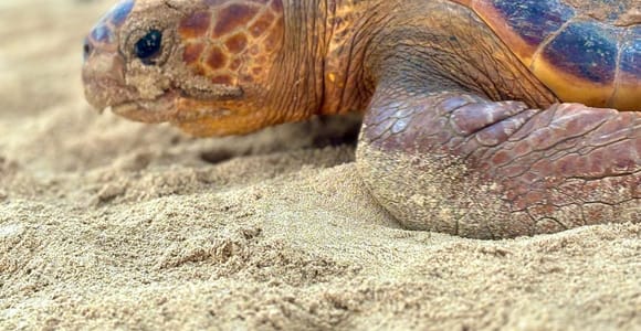 Boa Vista Turtle Watching with certified guides