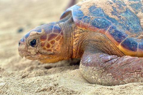 Obserwacja żółwi na Boa Vista z certyfikowanymi przewodnikamiObserwowanie żółwi w Boa Vista z certyfikowanymi przewodnikami