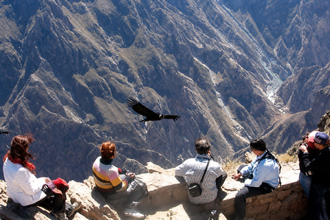 Arequipa: Colca Day Trip with Views & Condor