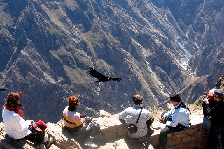 Arequipa: Colca Day Trip with Views & Condor