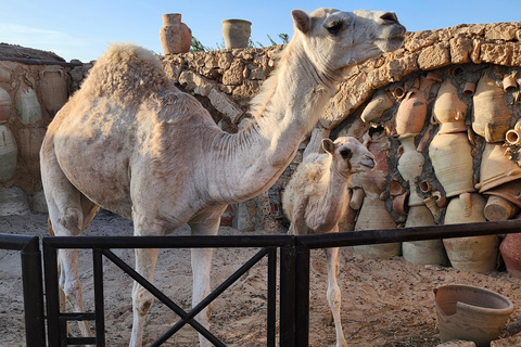 Süd-Djerba mit dem Roller: Olivenbäume, Töpferwaren und SonnenuntergangSüden von Djerba mit dem Roller: Olivenbäume, Töpferwaren und Sonnenuntergang