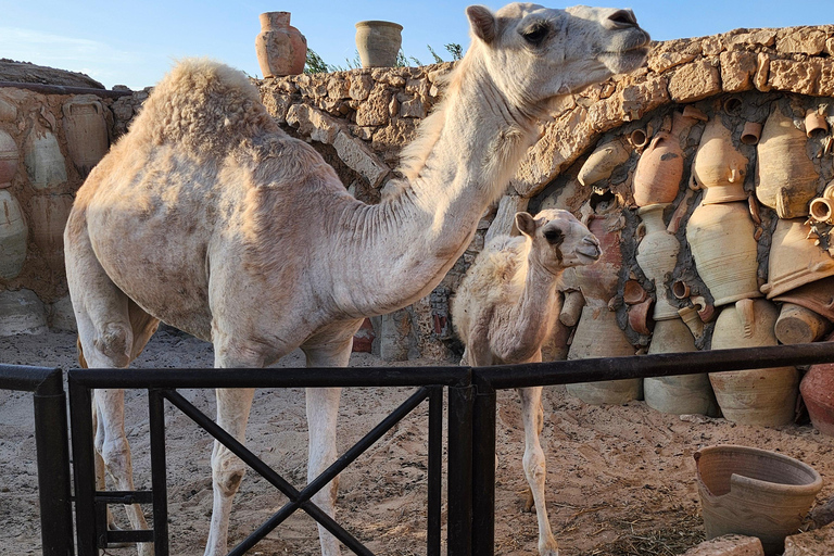 Süd-Djerba mit dem Roller: Olivenbäume, Töpferwaren und SonnenuntergangSüden von Djerba mit dem Roller: Olivenbäume, Töpferwaren und Sonnenuntergang