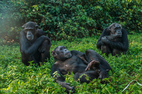 The outstanding Ngamba Island Chimpanzee Sanctuary Tour