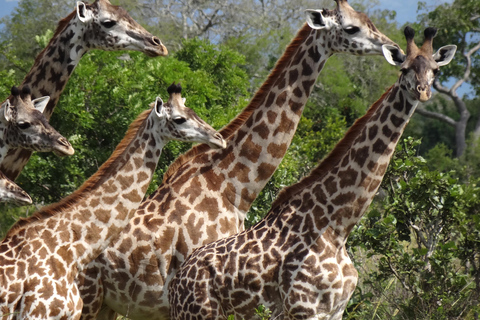 从桑给巴尔出发：米库米 2 日野游、马赛村和航班