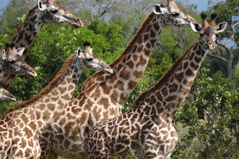 从桑给巴尔出发：米库米 2 日野游、马赛村和航班