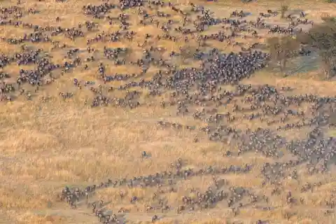 4-Day Migration Calving Season Safari (December - March)