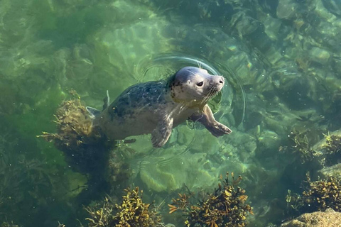 Seahouses: Longstone Lighthouse and Farne Islands Tour