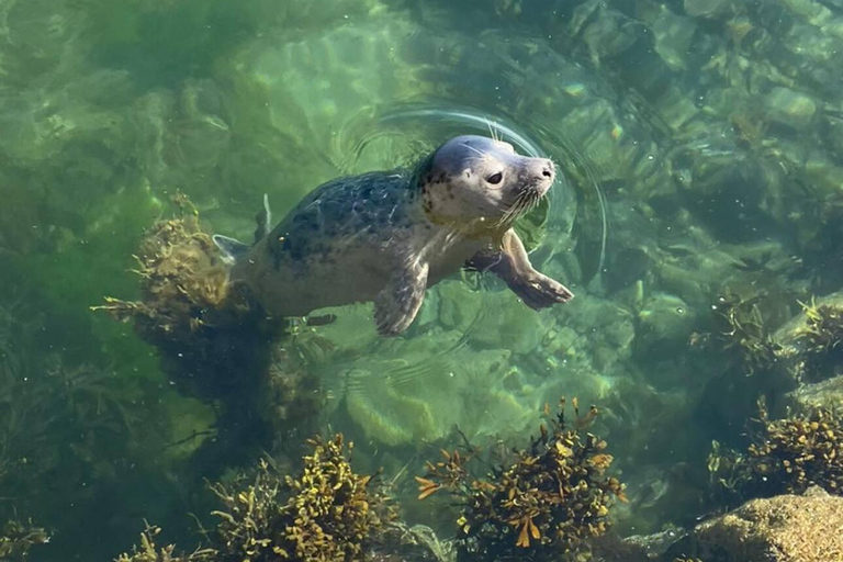 Seahouses: Longstone Lighthouse and Farne Islands Tour