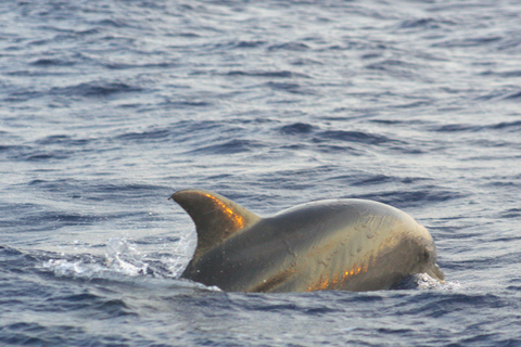 Alcudia: sightseeing, zeegrotten en snorkelavontuur per boot3 uur durende speedboottocht - grotten, snorkelen en sightseeing
