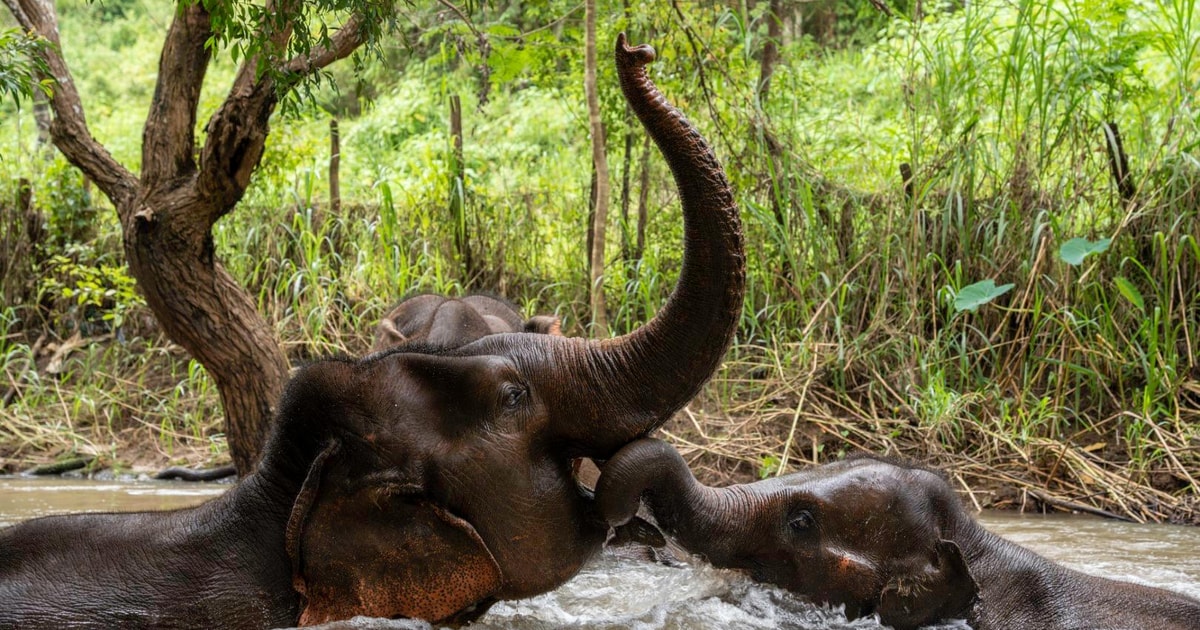 Chiang Mai: Santuario del Proyecto Sueño del Elefante Día