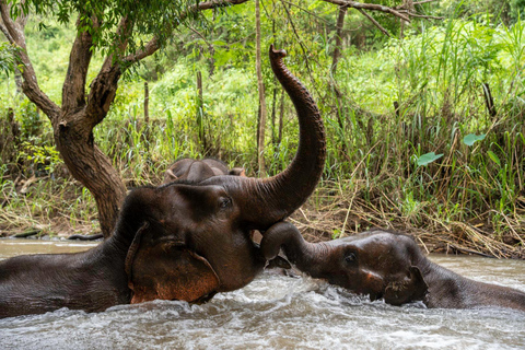 Chiang Mai: Santuario del Proyecto Sueño del Elefante - Día completo