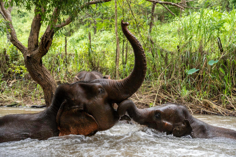 Chiang Mai: Elephant Dream Project Sanctuary - Ganzer Tag