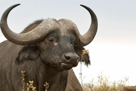 Parc national de Nairobi - demi-journée de safari : la capitale de la vie sauvage