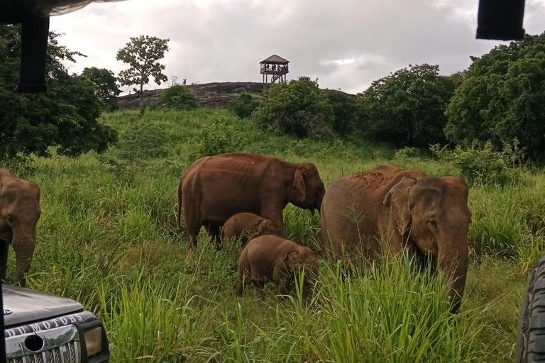 Pasikuda: Polonnaruwa Ruins & Hurulu Eco Park Safari Without Ticket