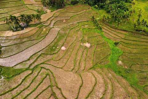 Bohol: Chocolate Hills & Tarsiers Private Tour with Driver Bohol: Car/SUV/Van-only Affordable Private Tour