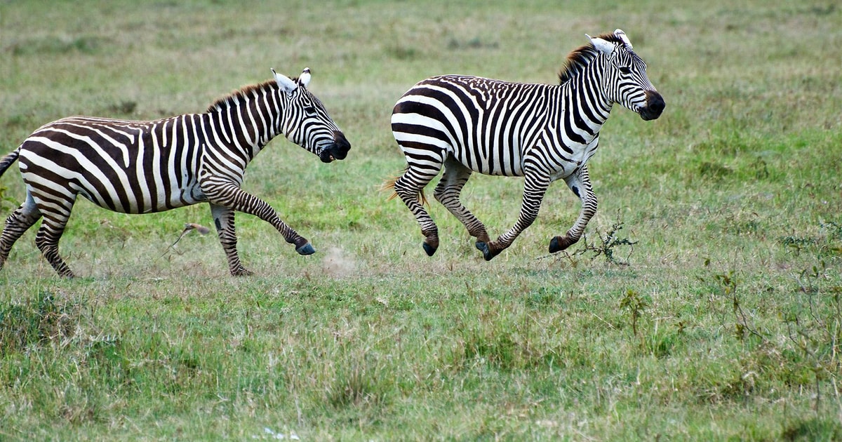 4 Day Masai Mara And Lake Nakuru Safari Getyourguide