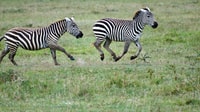 4 jours Masai Mara & Lac Nakuru Safari - Hizvo