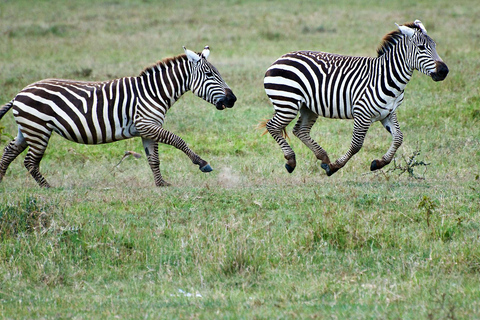 4-Day Masai Mara & Lake Nakuru Safari