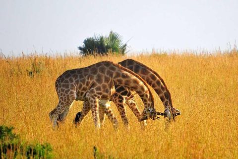 坎帕拉：Mburo湖、Bunyonyi湖和大猩猩徒步之旅（3天）坎帕拉：姆布罗湖、布尼奥尼湖和大猩猩徒步之旅（3 天）