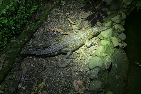 Manuel Antonio Jungle Night Tour